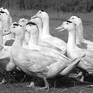 groupe de canard en plein air