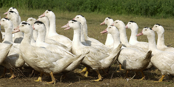 canards en plein air