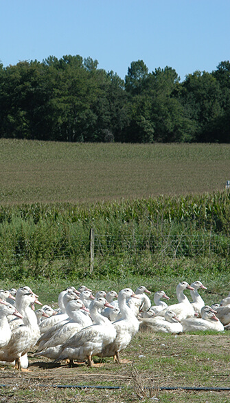 Canards élevés plein air